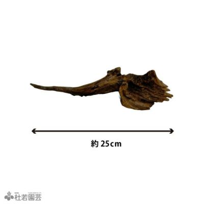 ナチュラルホーンウッド-76 | 杜若園芸WEBショップ｜水草の生産