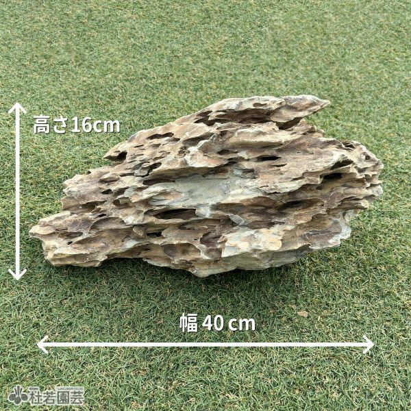 気孔石-1 | 杜若園芸WEBショップ｜水草の生産販売【通販ショップ】