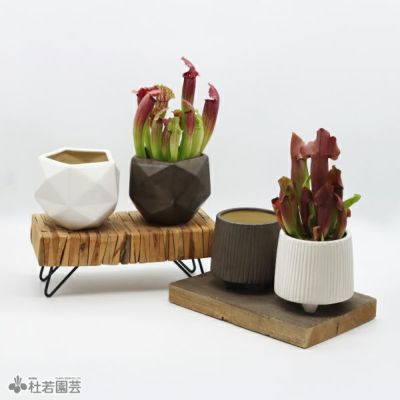 選べる鉢カバー付き【食虫植物】サラセニア スカーレットベル | 杜若園芸WEBショップ｜水草の生産販売【通販ショップ】