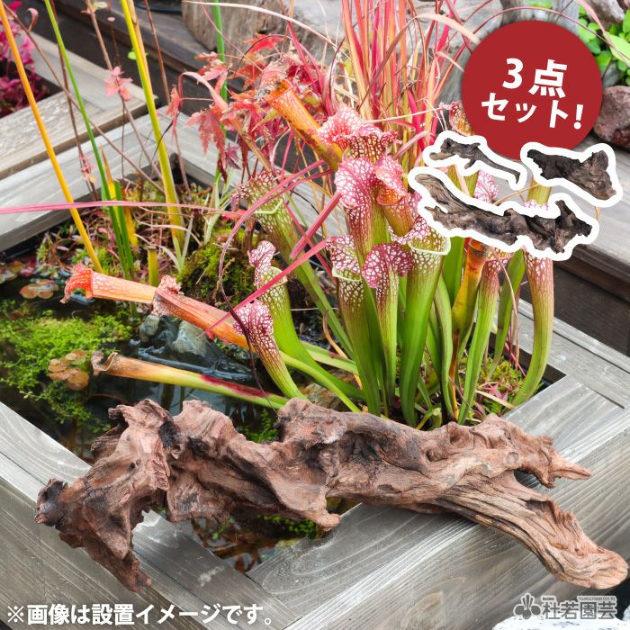お楽しみナチュラルホーンウッドx3セット | 杜若園芸WEB