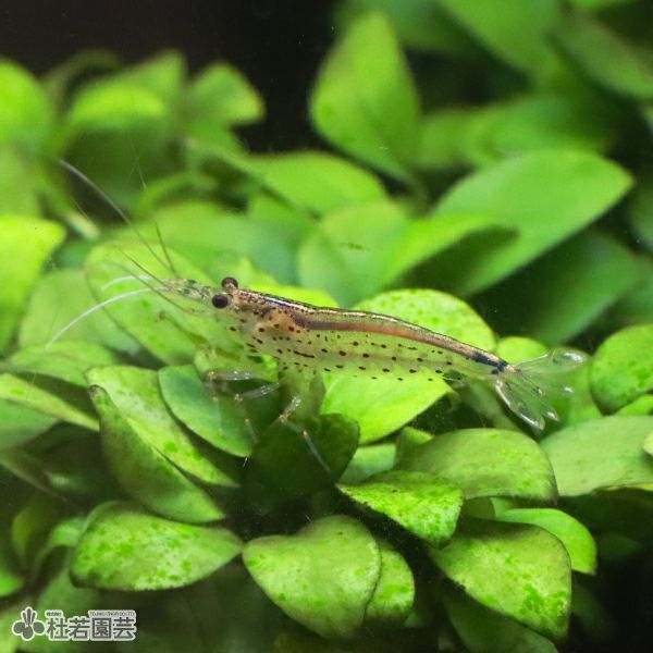 000000004252-02-l.jpg?t=