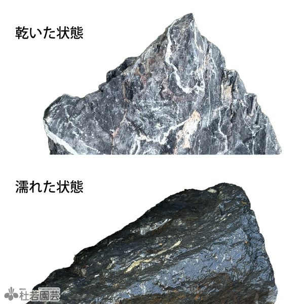 青龍石-9 | 杜若園芸WEBショップ｜水草の生産販売【通販ショップ】