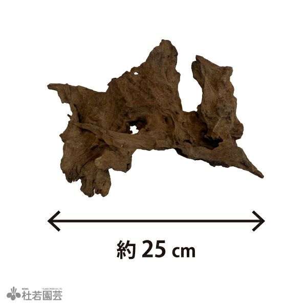 ☆流木 マングローブ 35 M 大型 48cm!複雑!良い形 ☆流木 マングローブ 35 M 大型 48cm!複雑!良い形