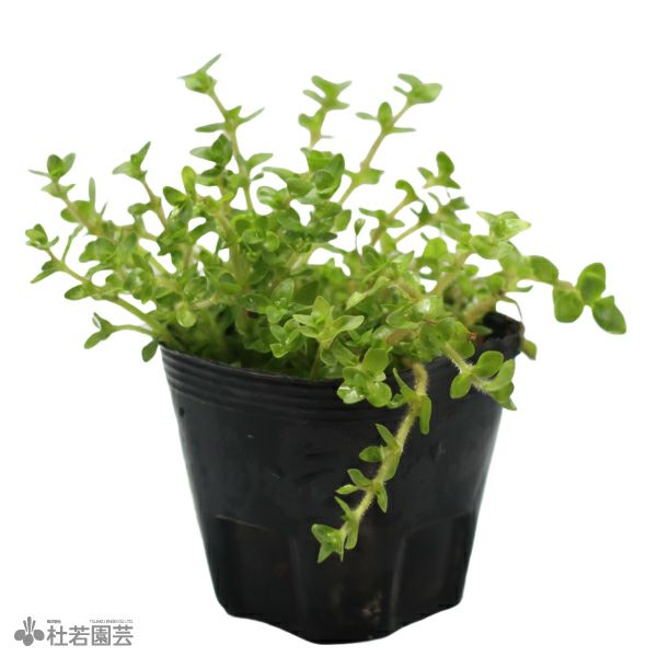 水草】 水生植物 | 杜若園芸WEBショップ｜水草の生産販売【通販ショップ】