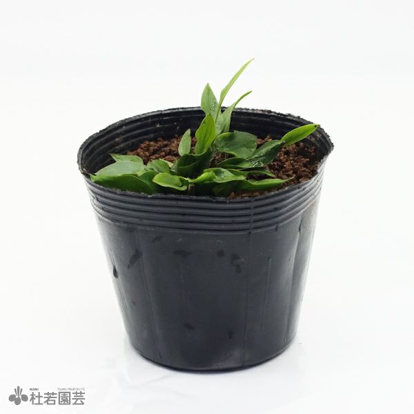 水生植物】エキノドルススカベル | 杜若園芸WEBショップ｜水草の