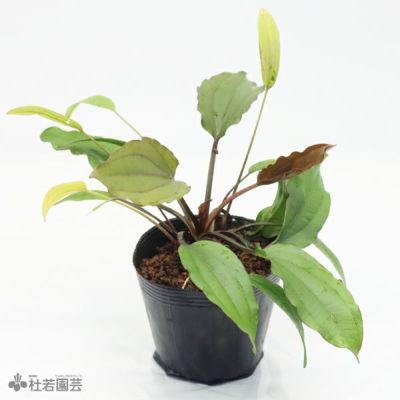 水生植物】エキノドルススカベル | 杜若園芸WEBショップ｜水草の