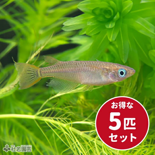 黒メダカ | 杜若園芸WEBショップ｜水草の生産販売【通販ショップ】