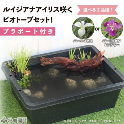 パラニー付き3点セットB【温帯スイレン新品種セット】 | 杜若