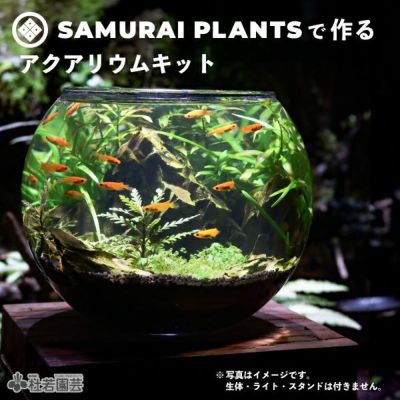 株式会社 杜若園芸｜水草の生産販売【通販ショップ】