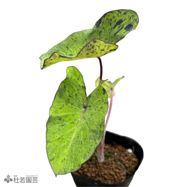 水生植物】 コロカシアモヒート 12cmP | 杜若園芸WEBショップ 水生植物】 コロカシアモヒート 12cmP | 杜若園芸WEBショップ