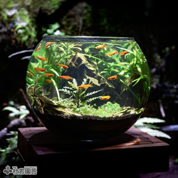 気孔石 Lサイズ | 杜若園芸WEBショップ｜水草の生産販売【通販ショップ】