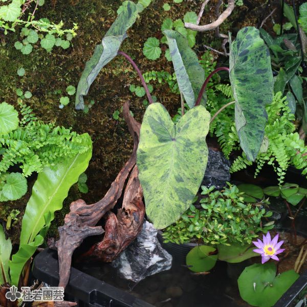 青龍石 Sサイズ | 杜若園芸WEBショップ｜水草の生産販売【通販ショップ】