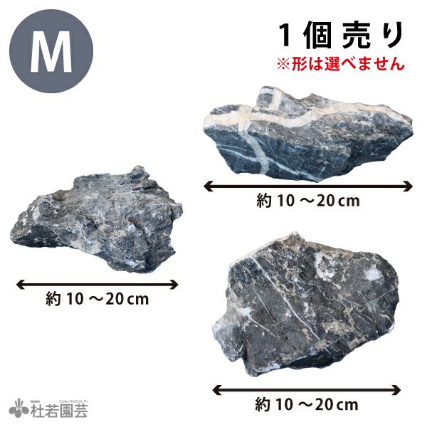 青龍石 Sサイズ | 杜若園芸WEBショップ｜水草の生産販売【通販ショップ】