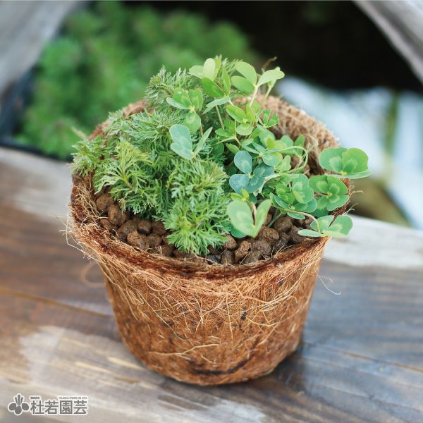 レオ様 メダカ、植物まとめ メダカの産ランランド♪(アンブリア＆ウォータークローバームチカ