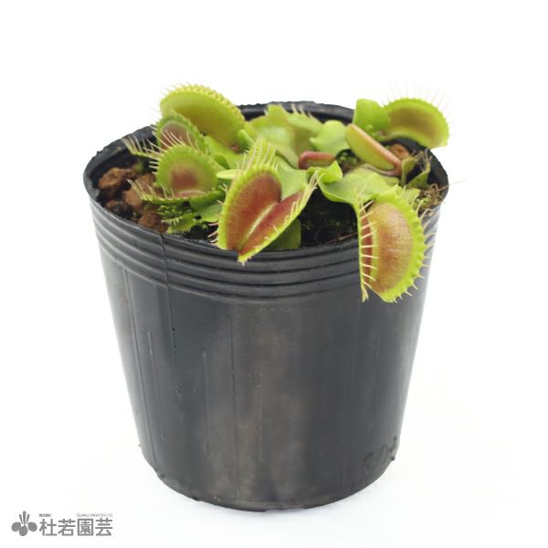 ゴールドカップ代表画像