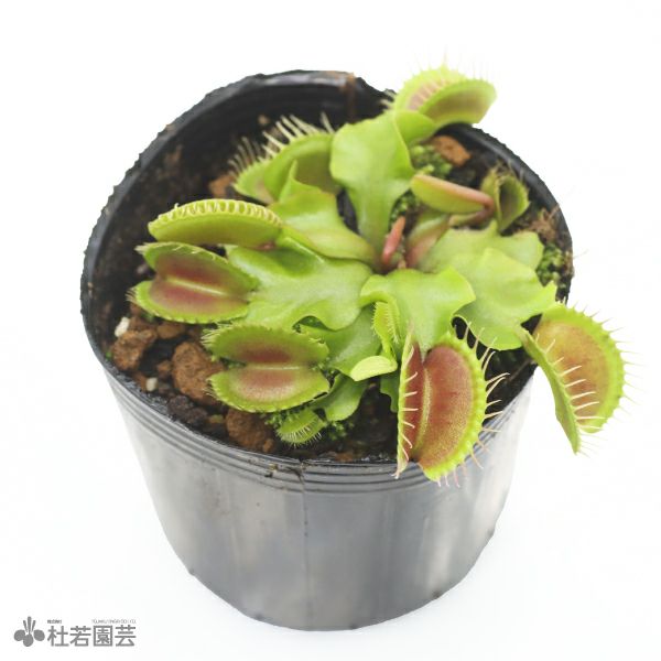 食虫植物】 ハエトリソウ ゴールドカップ #14 6cmP | 杜若園芸WEB