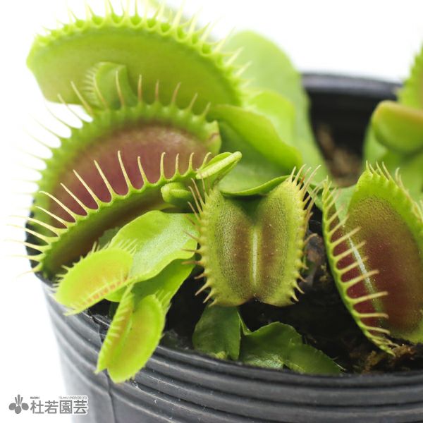 食虫植物】 ハエトリソウ ジャイアントトラップ 6cmP | 杜若園芸WEB