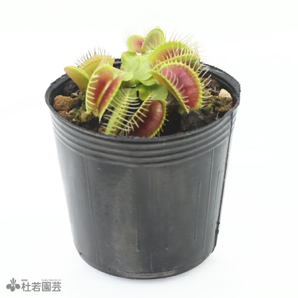 ビッグマウス代表画像