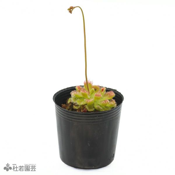 ブルマニー代表画像