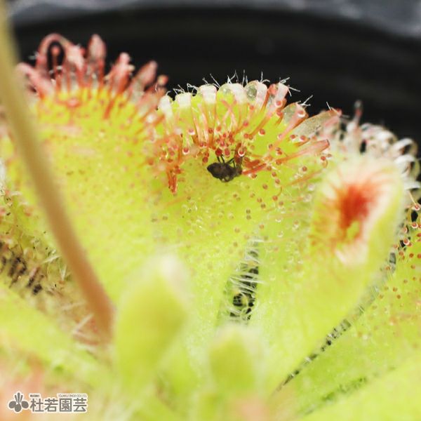 食虫植物】 モウセンゴケ ブルマニー 6cmP | 杜若園芸WEBショップ