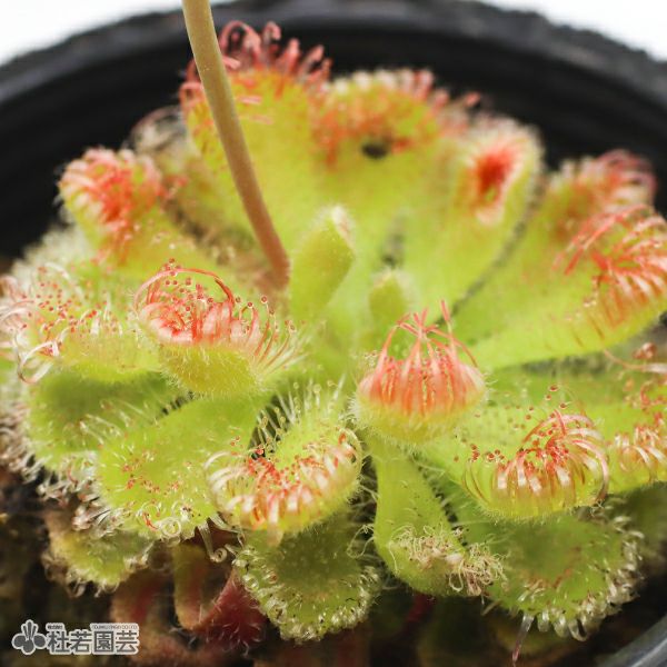 食虫植物】 モウセンゴケ ブルマニー 6cmP | 杜若園芸WEBショップ