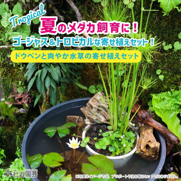 鈴木が厳選！涼み水草4品種セット | 杜若園芸WEBショップ｜水草の生産