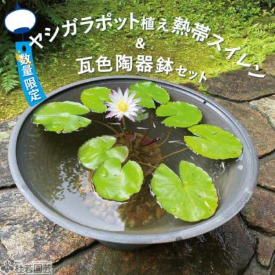 m*z様 Arun Varee 熱帯睡蓮　苗 熱帯スイレン丸ポット植え付き4点セット(水鉢手づくり瓦色 小