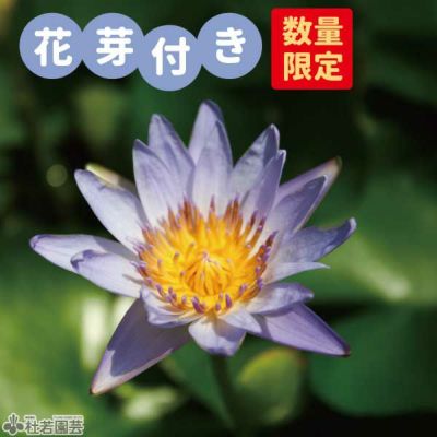 熱帯スイレン | 杜若園芸WEBショップ｜水草の生産販売【通販