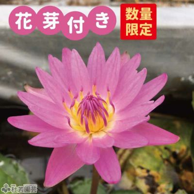 熱帯スイレン | 杜若園芸WEBショップ｜水草の生産販売【通販