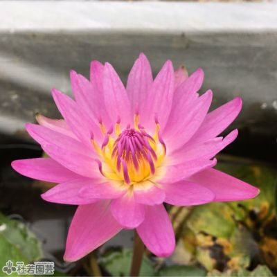 熱帯スイレン | 杜若園芸WEBショップ｜水草の生産販売【通販