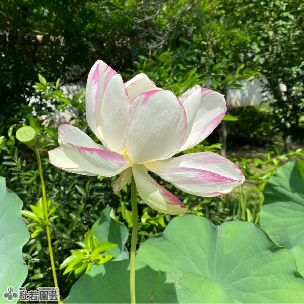 蓮、ハス】法華寺蓮(ほっけじばす)【大型種】 | 杜若園芸WEBショップ