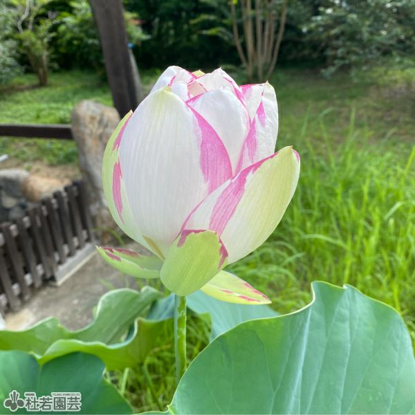 蓮、ハス】法華寺蓮(ほっけじばす)【大型種】 | 杜若園芸WEBショップ