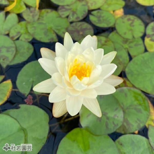 スイレン（睡蓮）通販（販売） | 杜若園芸WEBショップ｜水草の生産販売