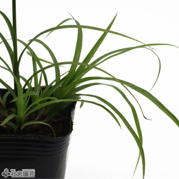 水生植物】シペラスズムラ | 杜若園芸WEBショップ｜水草の生産販売