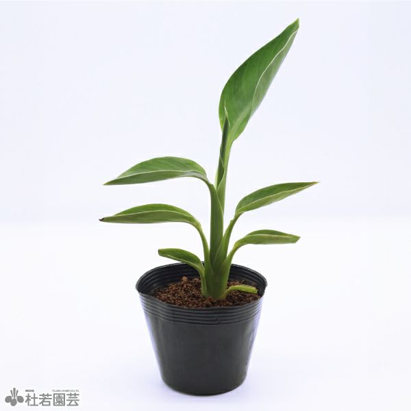 水草】 水生植物 | 杜若園芸WEBショップ｜水草の生産販売【通販ショップ】