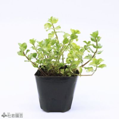 水草】 水生植物 | 杜若園芸WEBショップ｜水草の生産販売【通販ショップ】