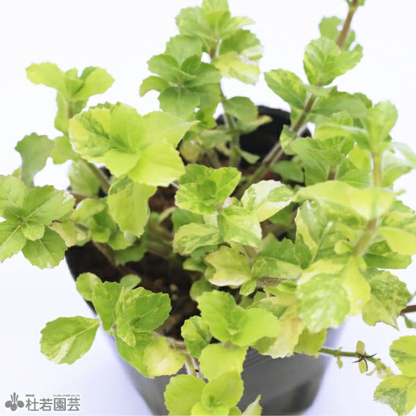 水生植物】ハイグロフィラトリフロラ斑入り | 杜若園芸WEBショップ