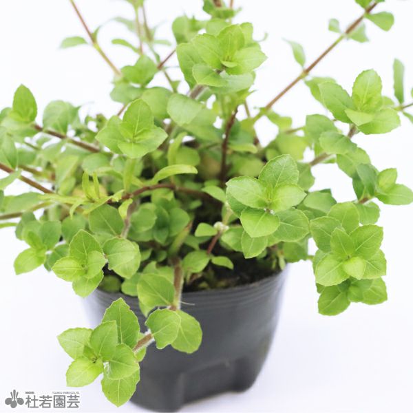 水生植物】ハイグロフィラトリフロラ | 杜若園芸WEBショップ｜水草の
