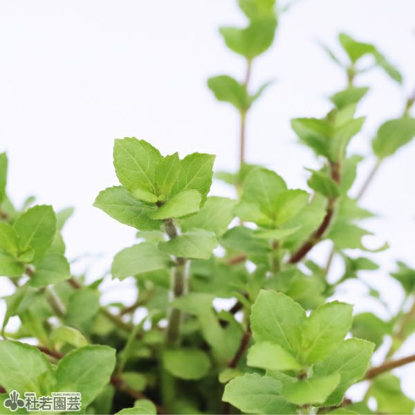 水生植物】ハイグロフィラトリフロラ | 杜若園芸WEBショップ｜水草の