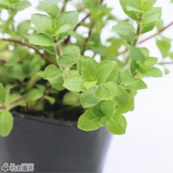 水生植物】ハイグロフィラトリフロラ | 杜若園芸WEBショップ｜水草の