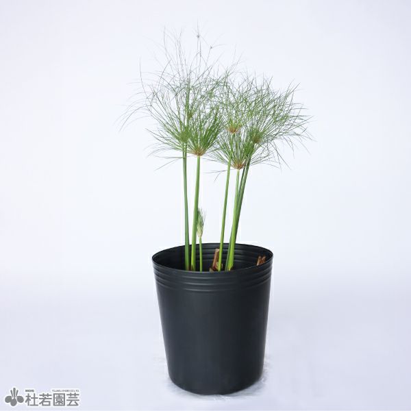 水草】 水生植物 | 杜若園芸WEBショップ｜水草の生産販売【通販ショップ】