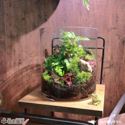そだつライト付き！カンタン苔テラリウムセット | 杜若園芸WEBショップ