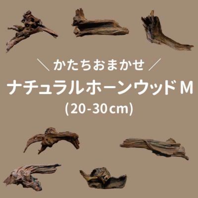 ナチュラルホーンウッド-76 | 杜若園芸WEBショップ｜水草の生産