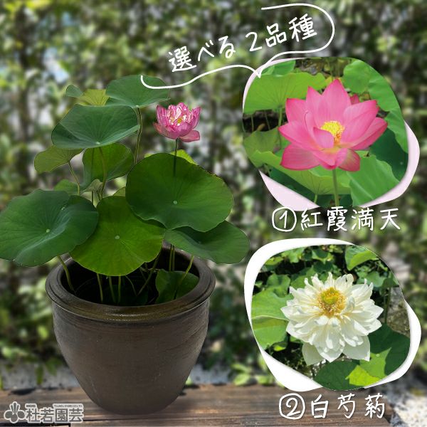 蓮、ハス】浄台蓮(じょうだいれん)【中・大型種】 | 杜若園芸WEB