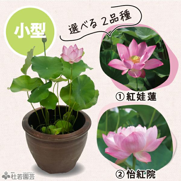 ★ 未使用品 小原流　推薦花器四品(エンジ 　ェル、プリンセス、あすか、蓮葉口) 蓮、ハス】玖紅川台(めいこうせんだい)【中・大型種】 | 杜若園芸WEB