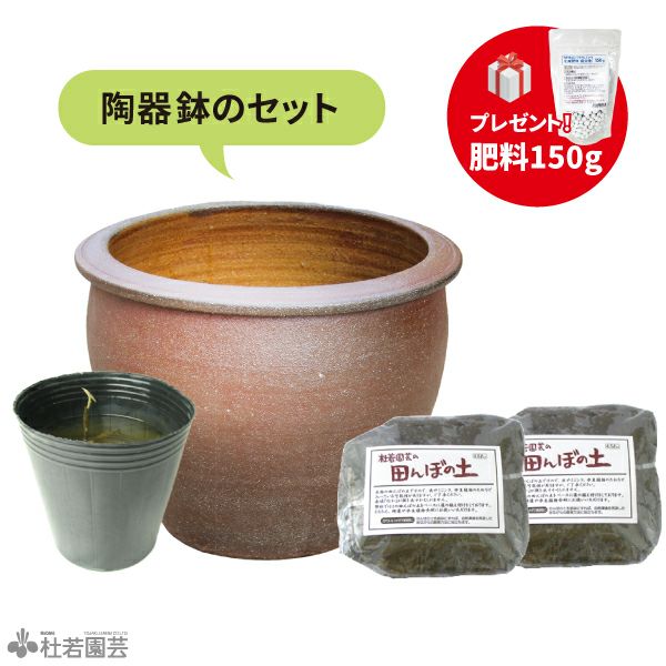 陶器鉢で育てる小型蓮栽培フルセット【肥料プレゼント】 | 杜若園芸WEB